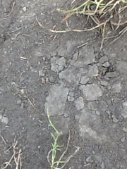 Canis latrans