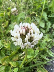 Trifolium repens