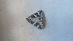 Melipotis indomita