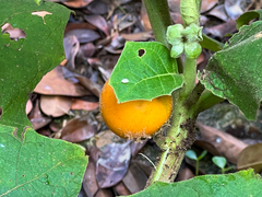 Solanum sessiliflorum