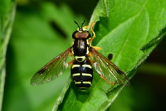 Chrysotoxum festivum