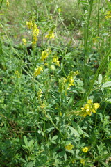 Melilotus officinalis