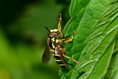 Chrysotoxum festivum