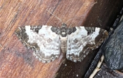 Melanthia alaudaria