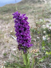 Dactylorhiza purpurella