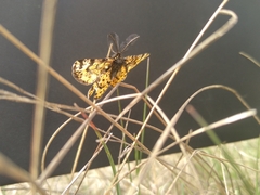 Eurranthis plummistaria