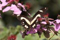 Papilio hesperus hesperus