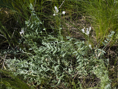 Astragalus zingeri