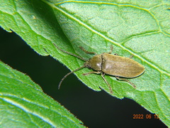 Dascillus