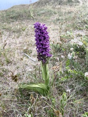 Dactylorhiza purpurella