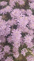 Iberis procumbens