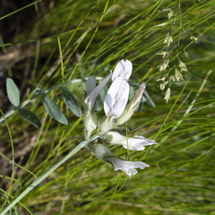 Astragalus zingeri