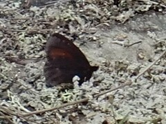 Erebia discoidalis