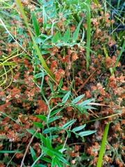 Asparagus kraussianus