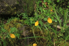 Calceolaria mexicana