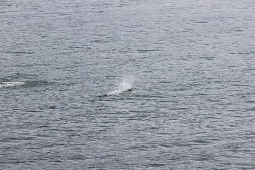 photo of Dall's Porpoise (Phocoenoides dalli)