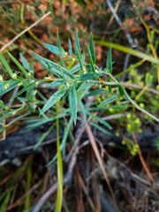 Asparagus kraussianus