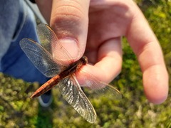 Crocothemis erythraea