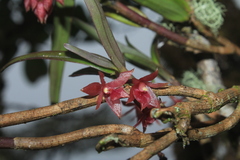Epidendrum oxysepalum