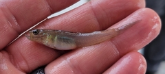 Microgobius thalassinus