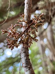 Arceuthobium tsugense