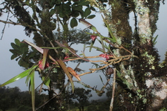 Epidendrum oxysepalum