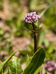 Valeriana capitata