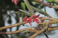 Epidendrum oxysepalum
