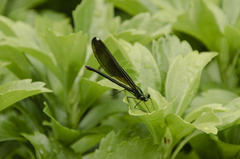 Calopteryx maculata
