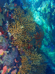 Iciligorgia schrammi