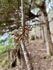 Arceuthobium tsugense