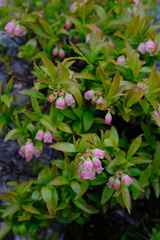 Vaccinium boreale