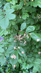 Rosa multiflora