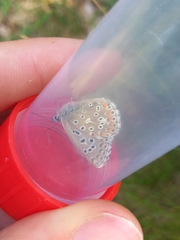 Polyommatus bellargus