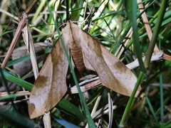 Clanis bilineata