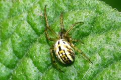 Mangora acalypha