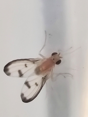 Palloptera marginata