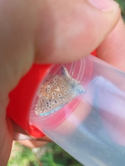 Polyommatus bellargus