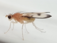 Palloptera marginata