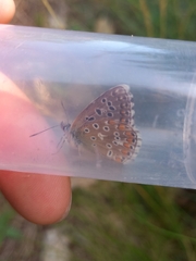 Polyommatus bellargus