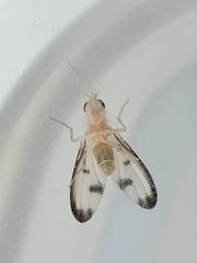 Palloptera marginata