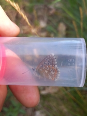 Polyommatus bellargus