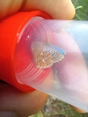 Polyommatus bellargus