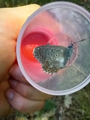 Polyommatus bellargus