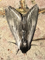 Sphinx perelegans