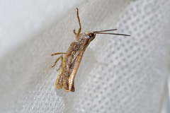 Chorthippus apricarius