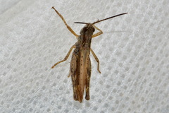 Chorthippus apricarius