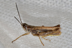 Chorthippus apricarius