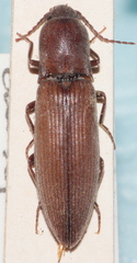 Agriotes pilosellus