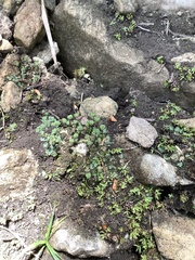 Mannia triandra